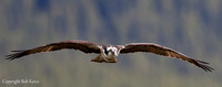 Osprey soaring Icefield Parkway, Alberta