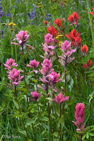 Indian Paintbrush in a variety of colors