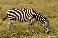 Oxpeckers on Zebra