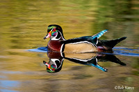 Wood Duck Drake in Fall color reflection