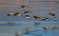 Canada geese Liftoff!