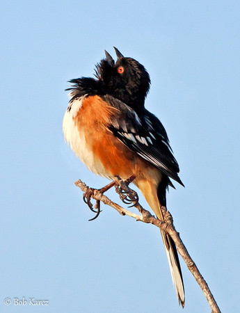 Rufous-Breasted Towhee singing