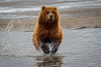 Coastal Brown Bears Lake Clark, AK 2015
