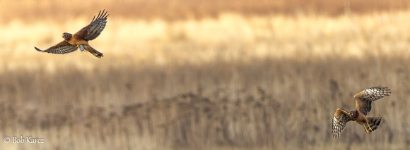 Northern Harrier with mouse and being chased