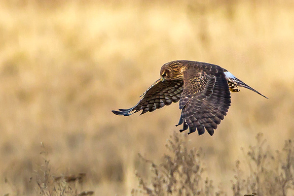 Female harrier searching for a meal