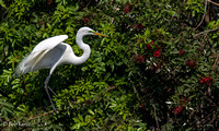 Breeding Adult Great Egret