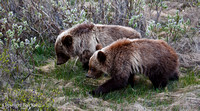 18 month old Grizzly Cubs- Icefield Pkwy