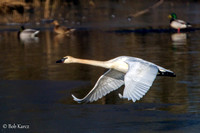 Swan in flight