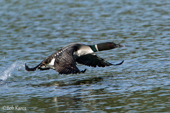 Common Loon takeoff