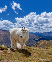 Billy Goat of Radical Hill