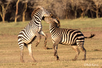 Aggressive Zebras