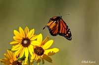 Monarch taking flight
