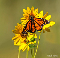 Monarch with sunflowers