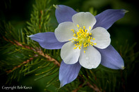 Colorado's state flower- Columbine