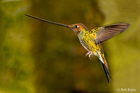 Swordbill Hummingbird