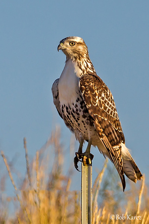 Red tail perched