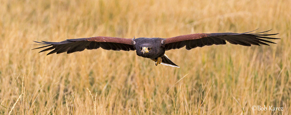 Harris Hawk hunting
