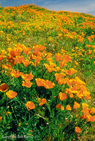 Mexican poppies Antelope Valley, CA
