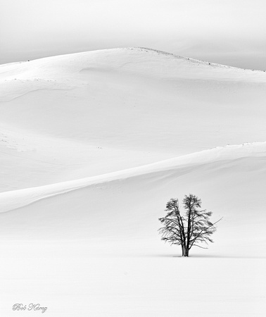 Lone tree in Hayden Valley