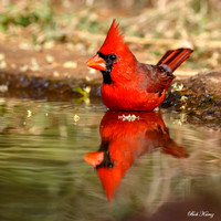 Male Cardinal Reflection