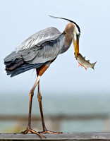 Great Blue heron with fresh catch