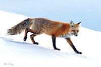 Stalking Fox