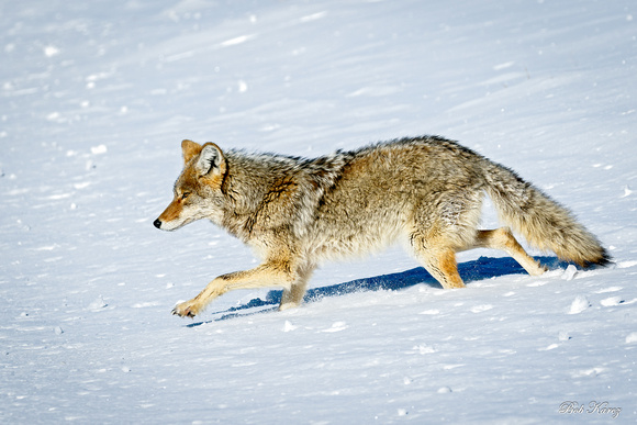 Coyote on the move!