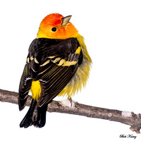Male western Tanager