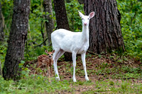 Albino Whitetail with Fawn