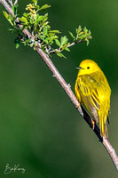 Yellow Warbler portrait