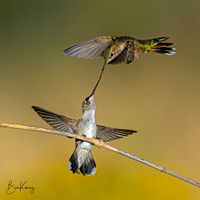 A little skirmish between Broad-tailed and juvenile Black chinned