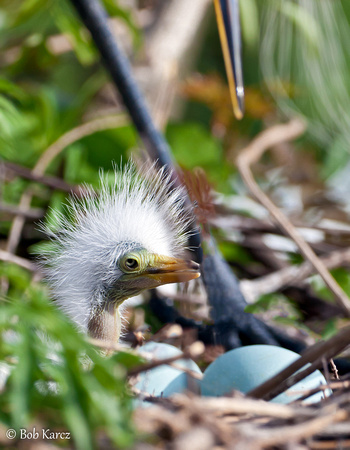 1st to Hatch- Great Egret chick
