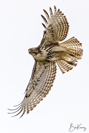 Red-tail spread out