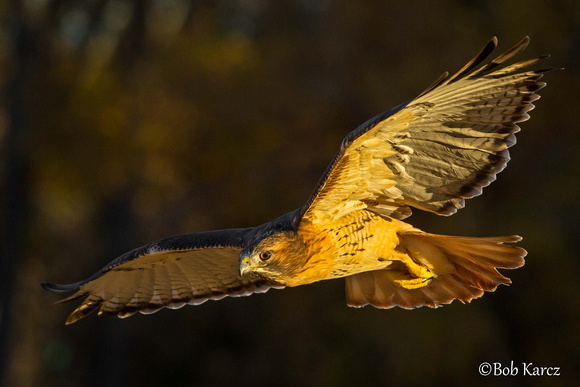 Red Tail Hawk in early golden light