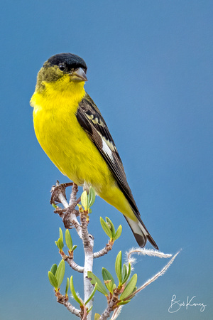 Male Lesser Goldfinch