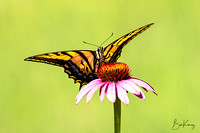 Swallowtail on coneflower