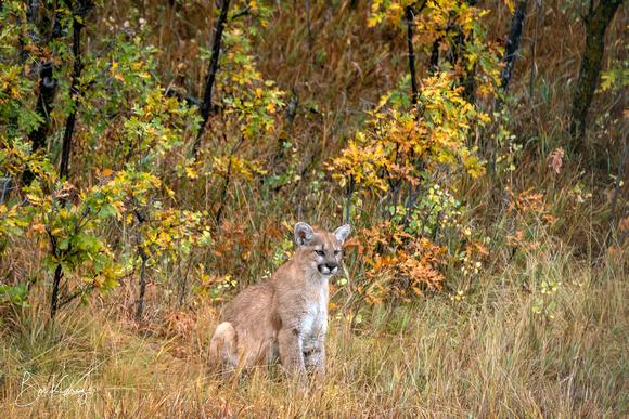 Cub with Fall Colors