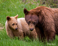 Cinamon Sow and Cub