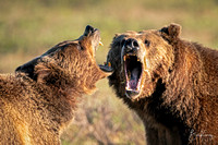 Grizzly Bears Teton N.P.