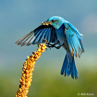 Male Mountain Bluebird with food
