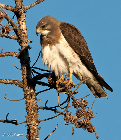 Swainson's Hawk in Pine tree