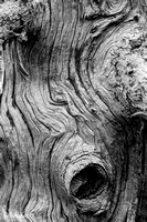 Knarly Old Tree trunk