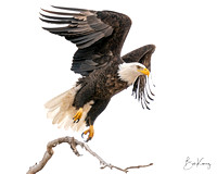 Bald eagle Launching from perch