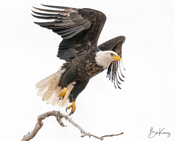 Bald eagle Launching from perch