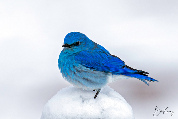 Male Mountain Bluebird with fresh snow