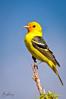 Male Western Tanager posing proudly