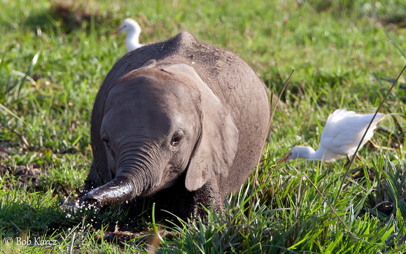Elephant Baby Playtime