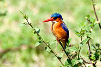 African Kingfisher