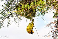 African Weaver bird
