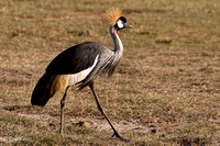 Crowned Crane Strutting
